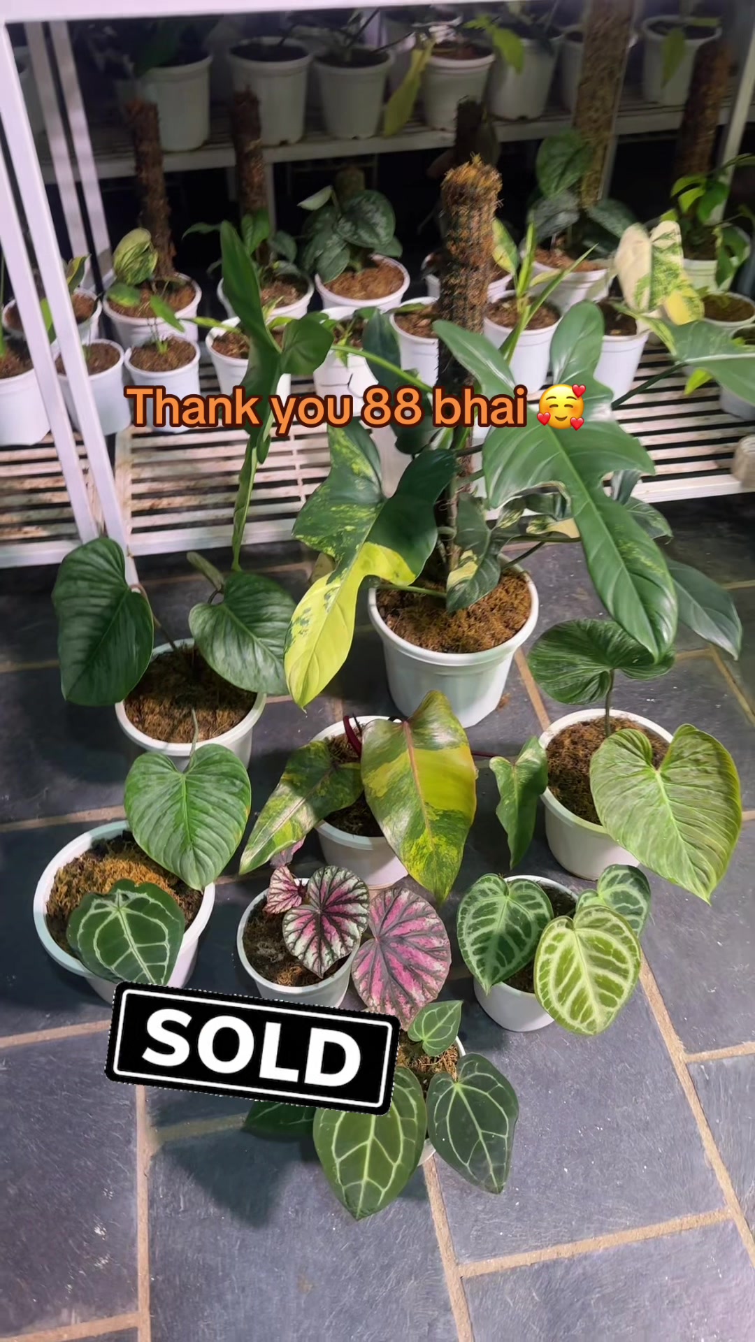 @Plantlife50