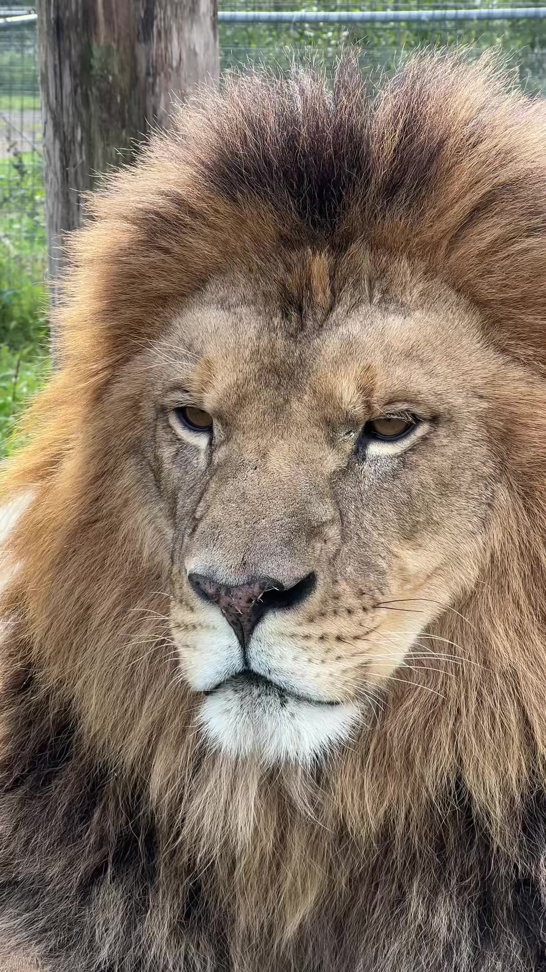 @The Wildcat Sanctuary