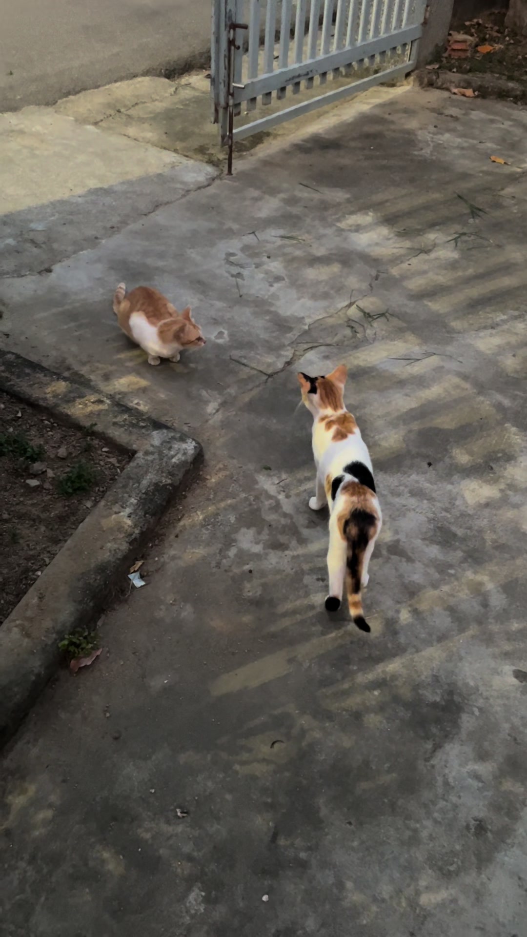 @Ba bé mèo và một bé chó