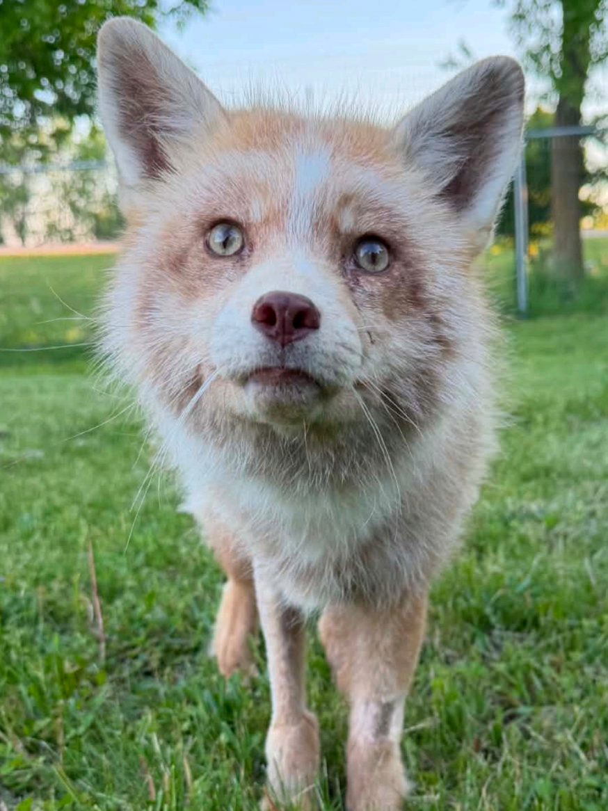 @saveafox