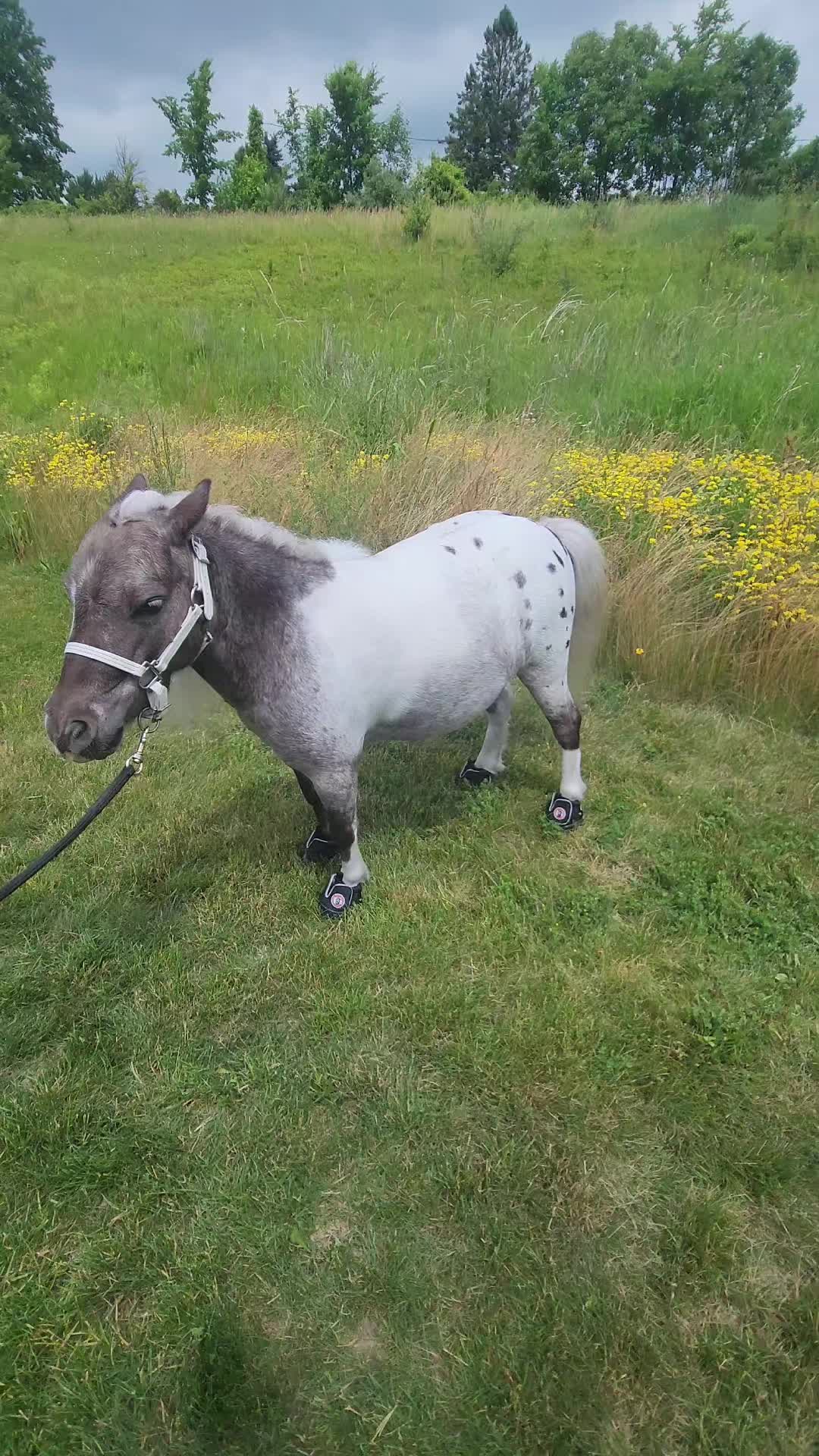 @minihorsemomandtrainer🐴🐴🐴🐴