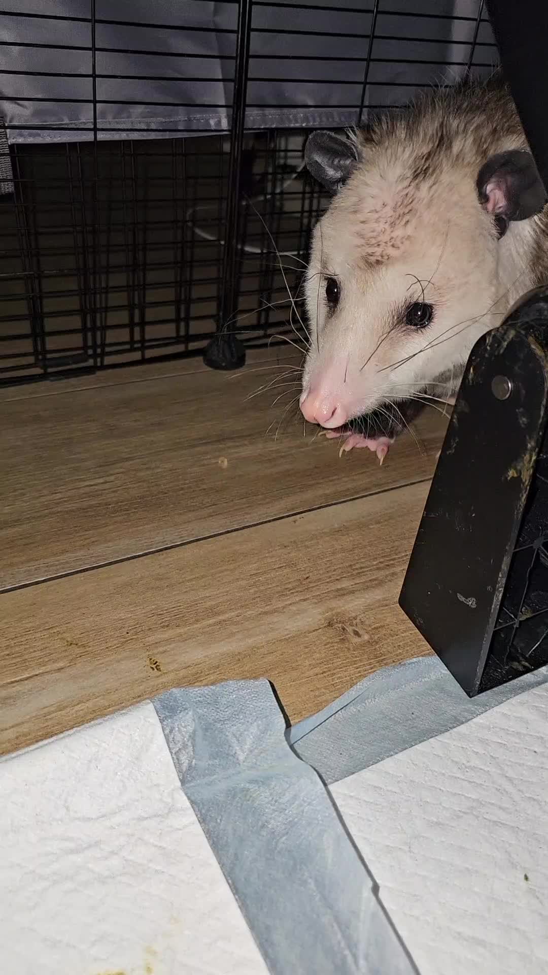 @OPOSSUMDAWGMOM