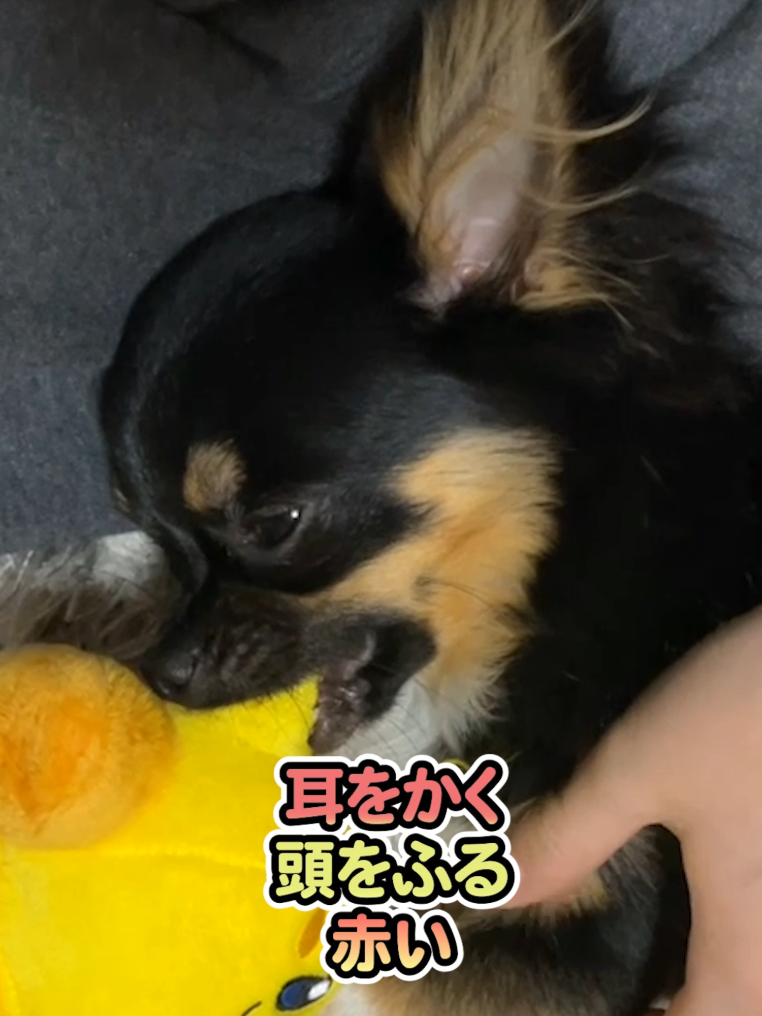 @オダガワ動物病院