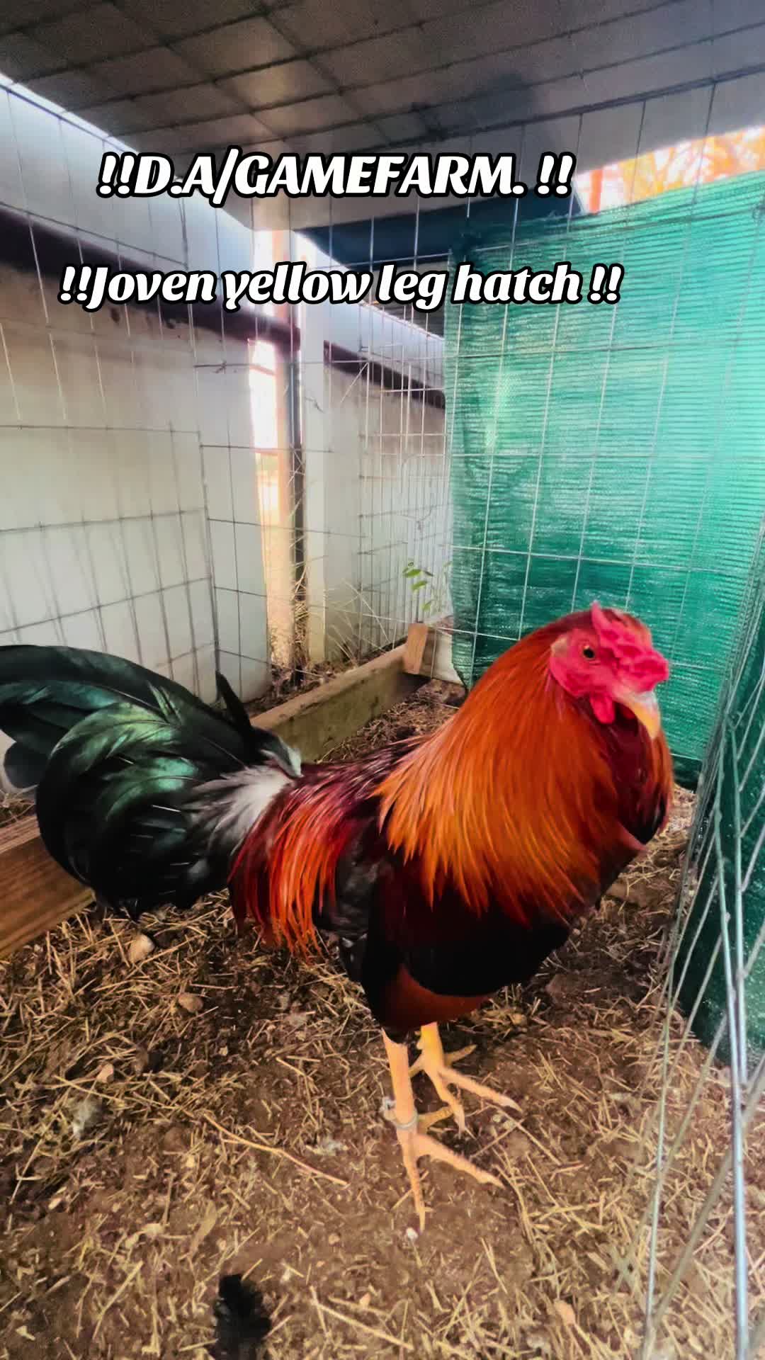 @DAgamefarm