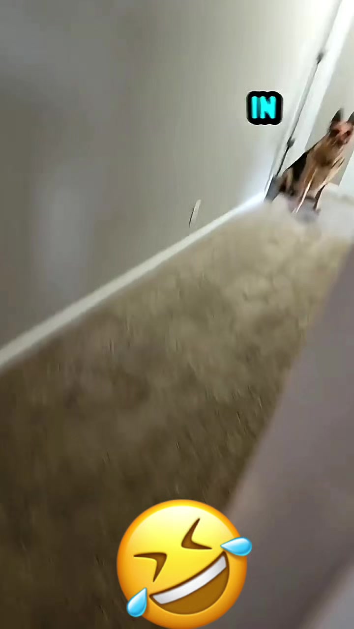 @Funny_pets