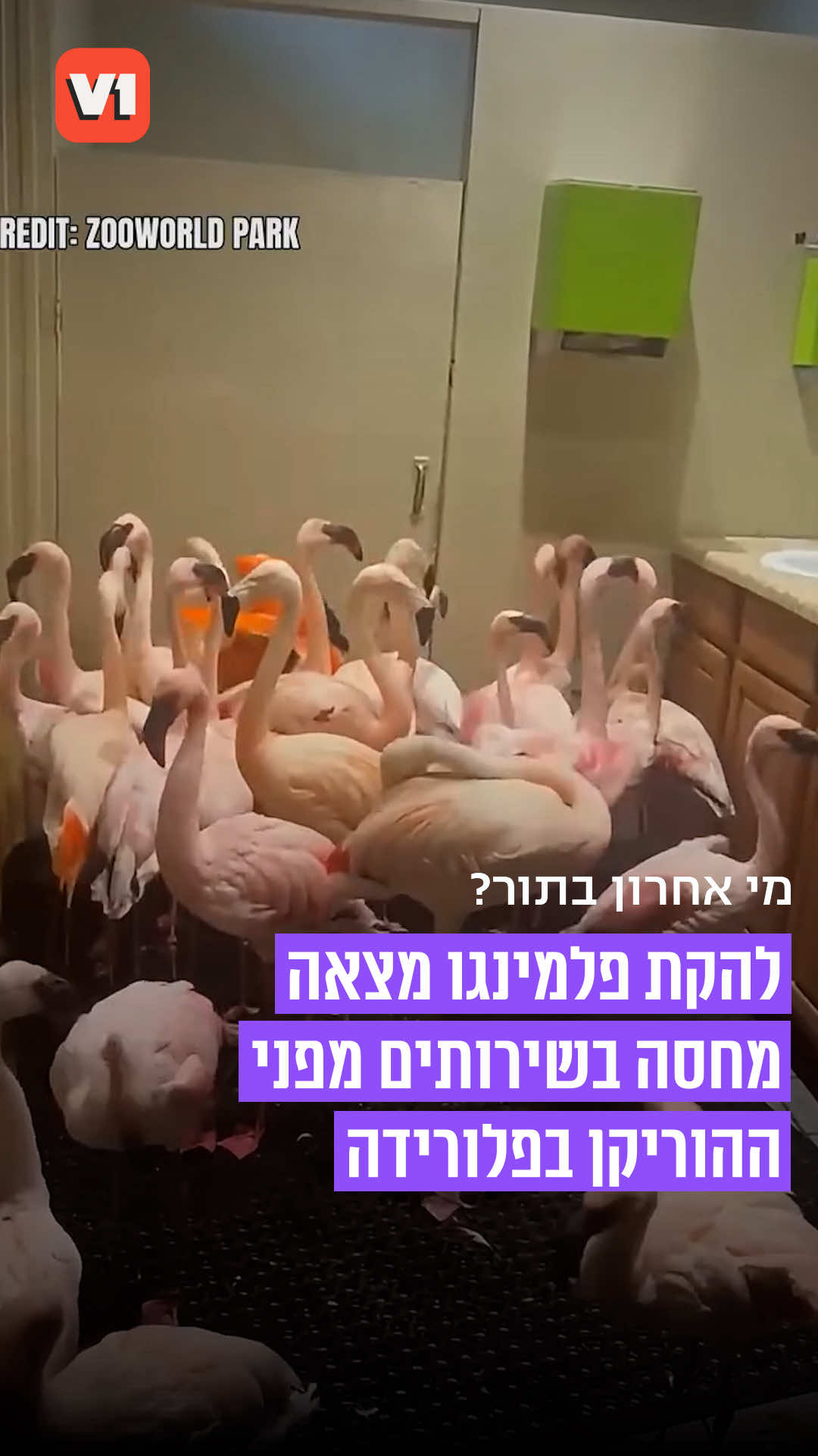 @V1 israel
