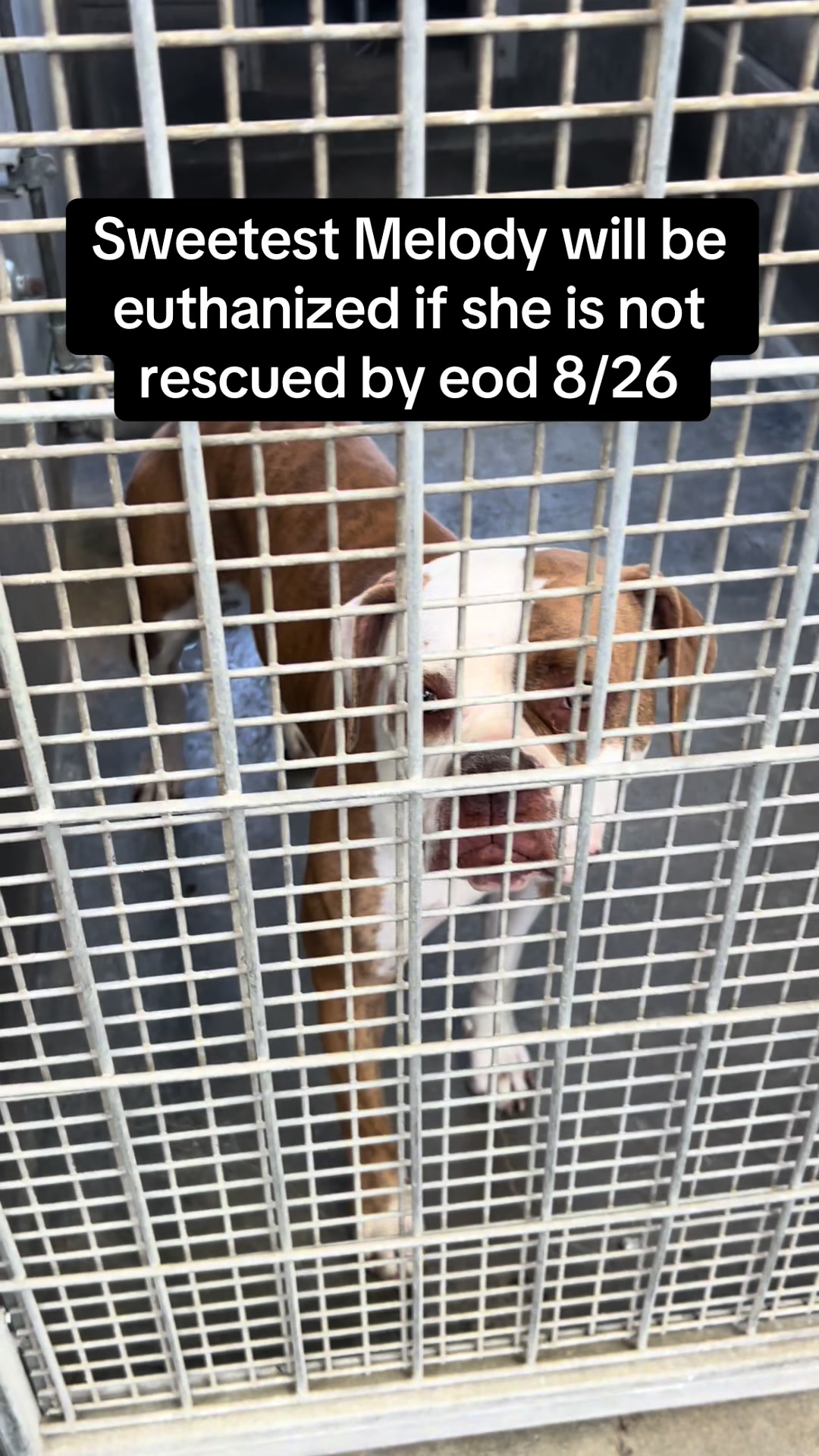 @✨shelter dog magic ✨