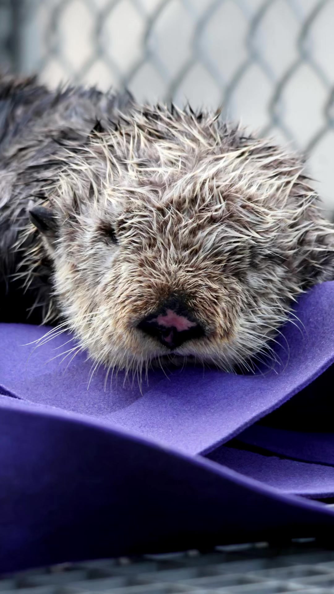 @Marine Mammal Rescue Society