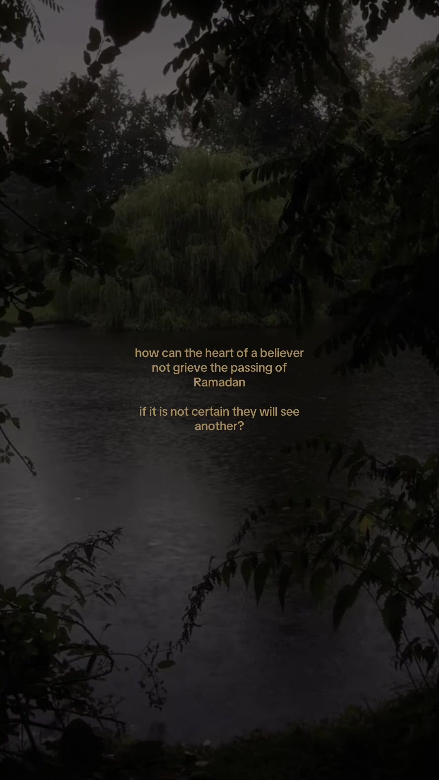 @🦢