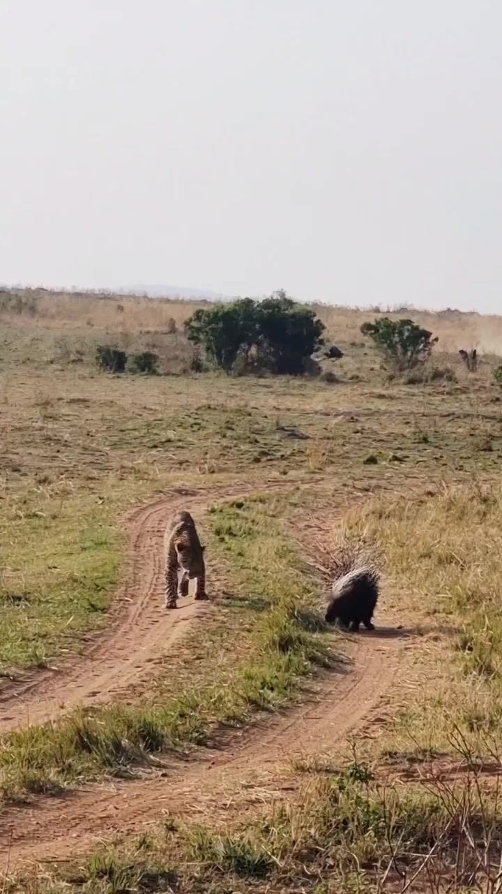 @Deno_wa_safari