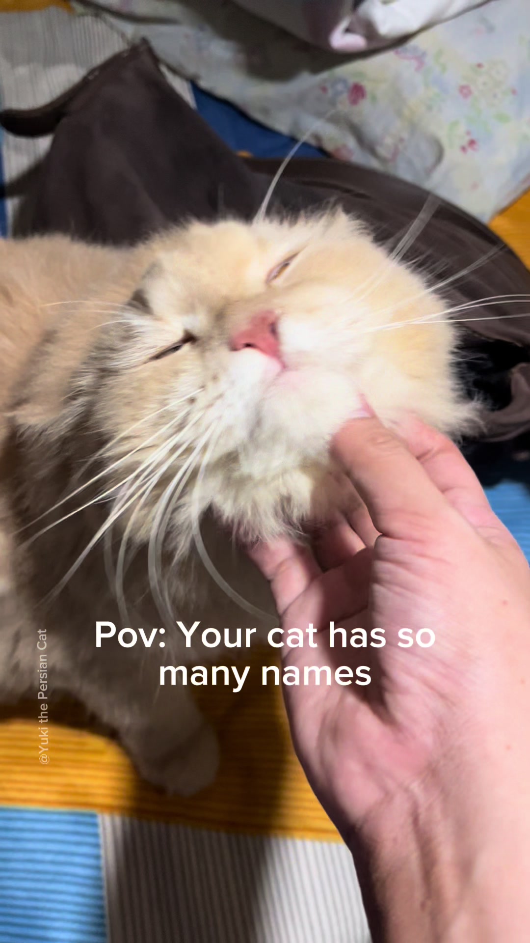 @Yuki the Persian Cat