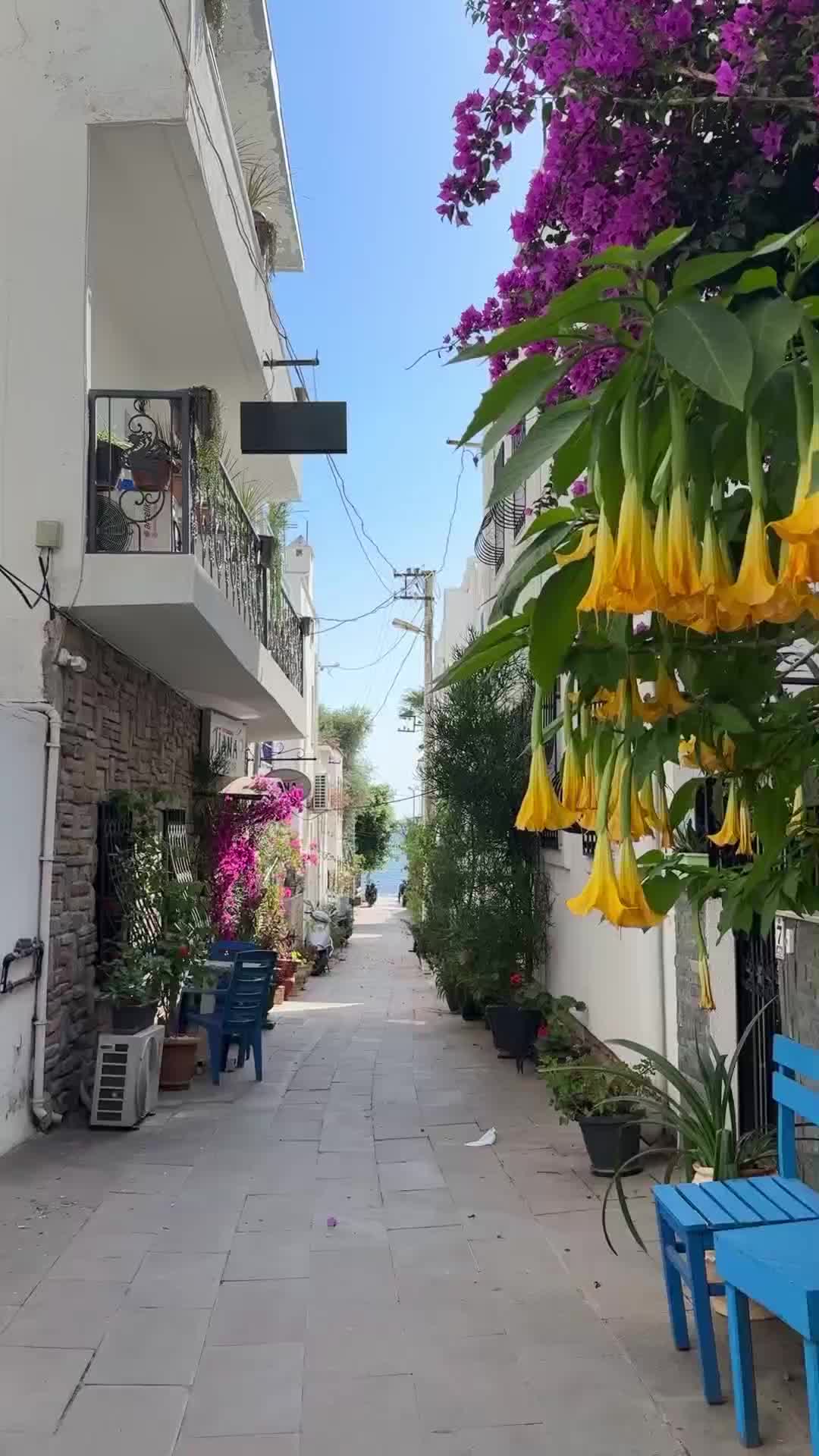 @Cogumelo