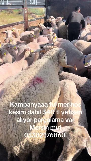 @Mehmet ÜNAL