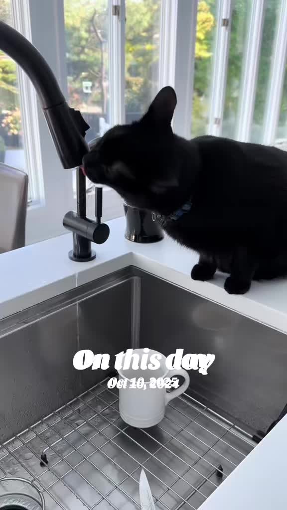 @Oscar Jeremy the cat!