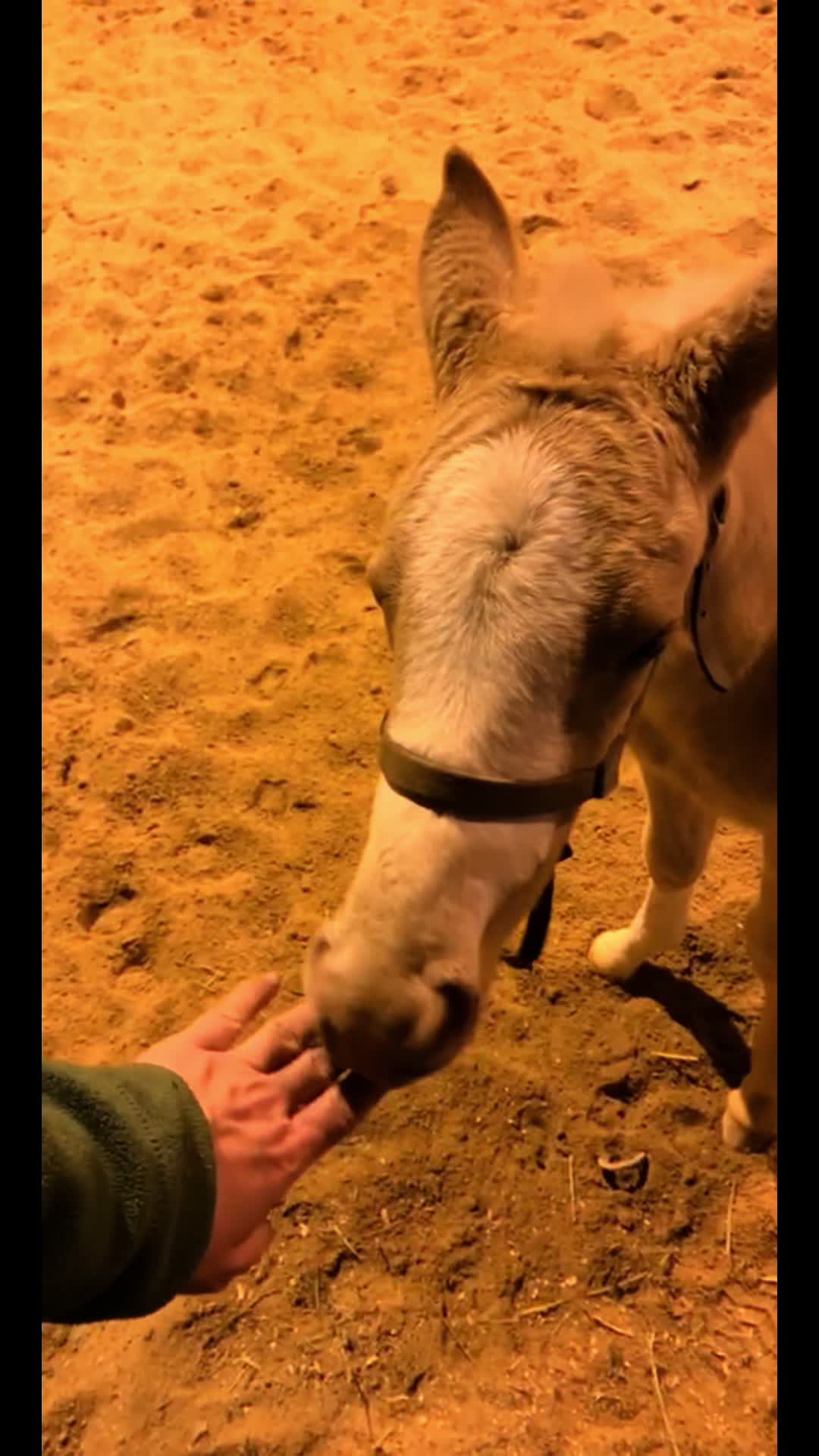 @Red Hot Running Horses