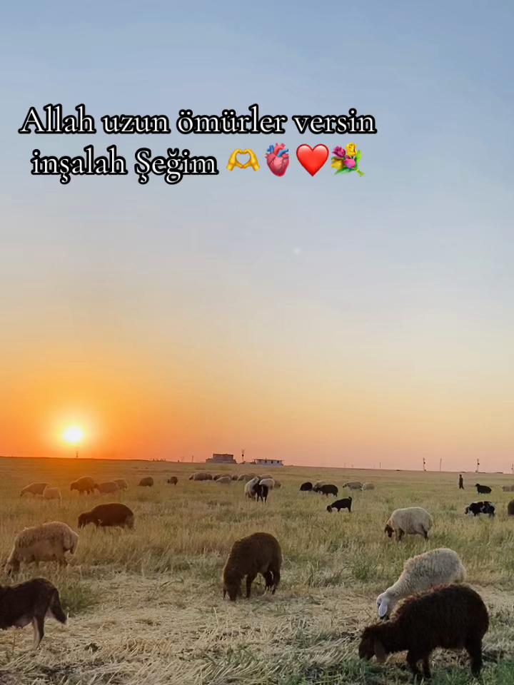 @ YORGUNREYİS: