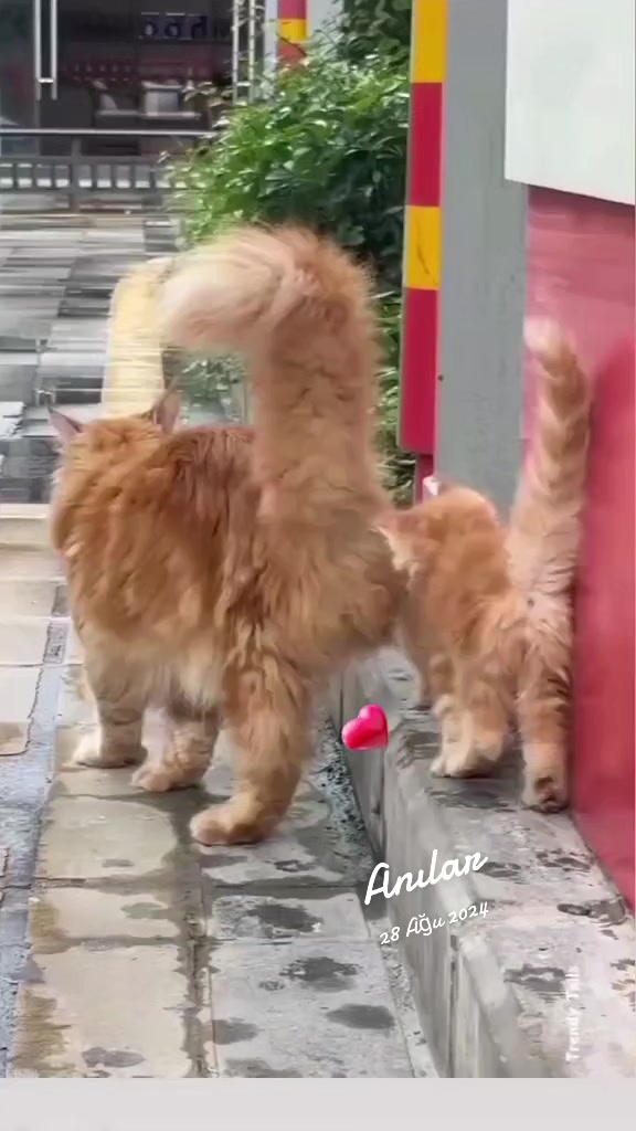 @gamzeli kızı 😊 minnoşlari