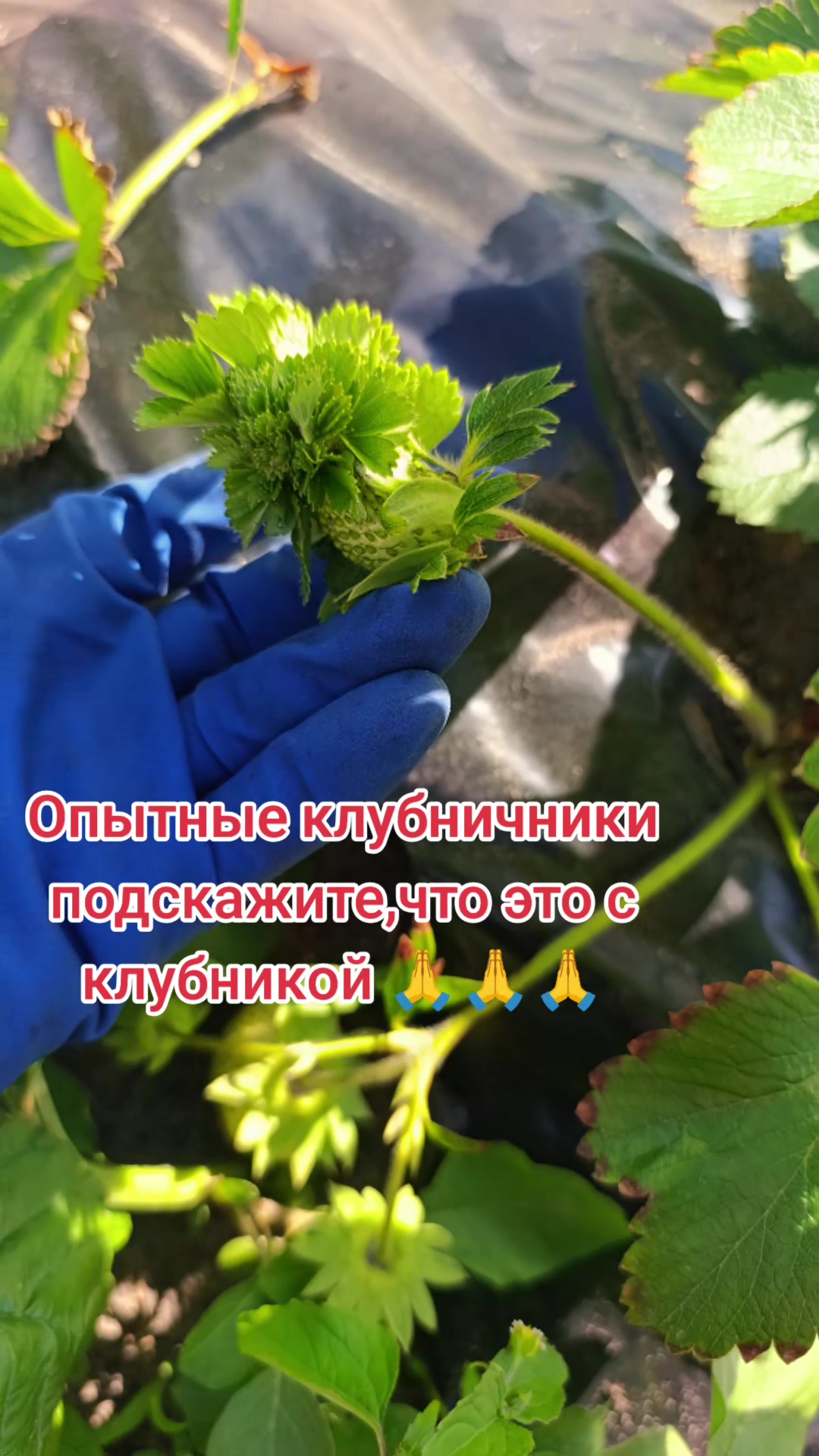 @♥️ludmilа♥️