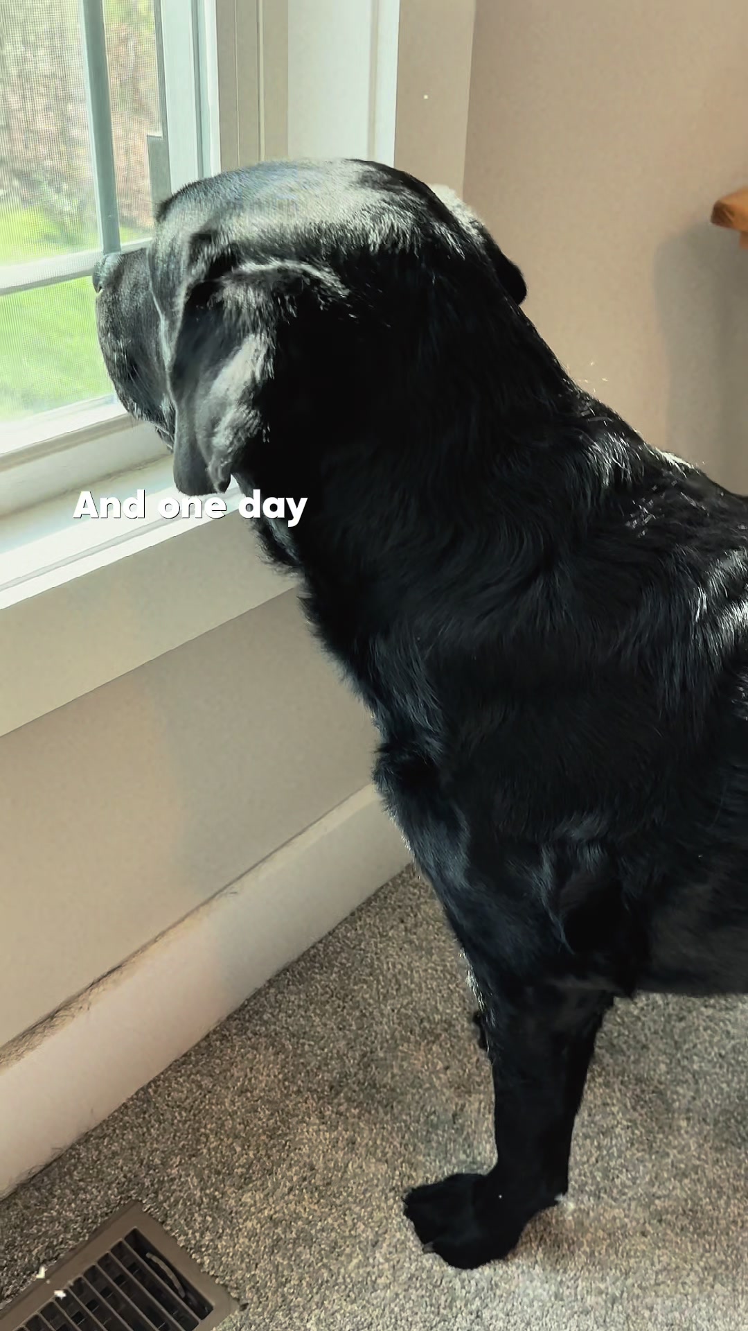 @Gunner the Good Boy Black Lab