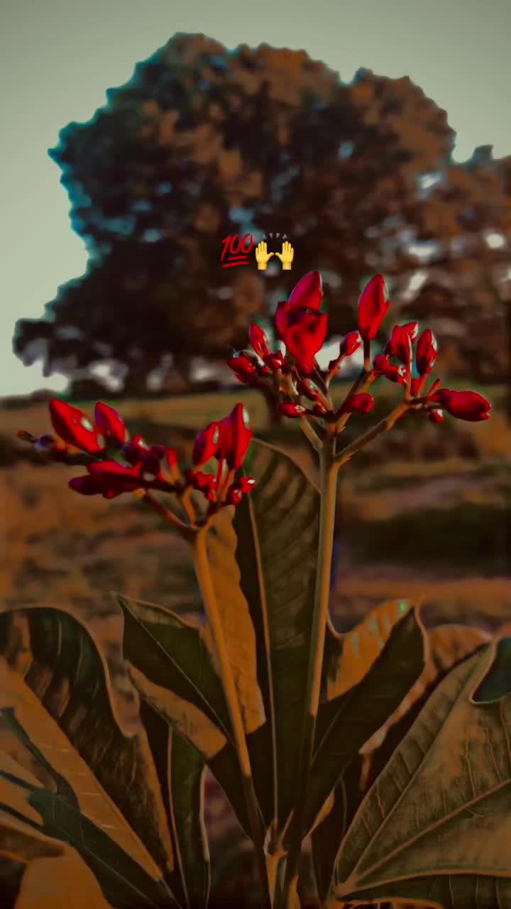 @پنڈا والے راجپوت☘️☘️ظفر وال🤗