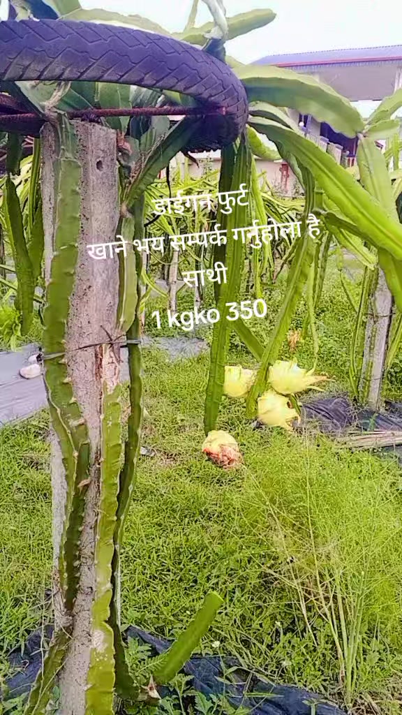 @laxmi bhujel