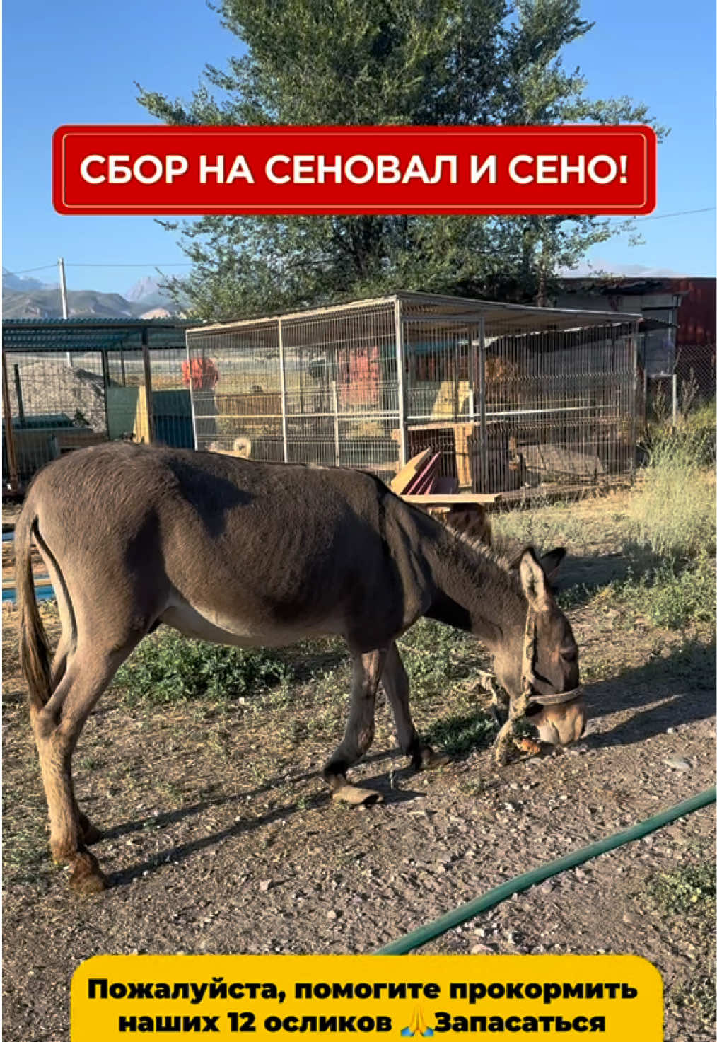 @Приют Ковчег Кыргызстан