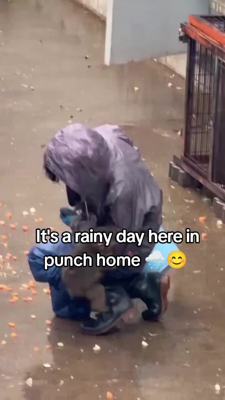 @Thepunchmonkey.com