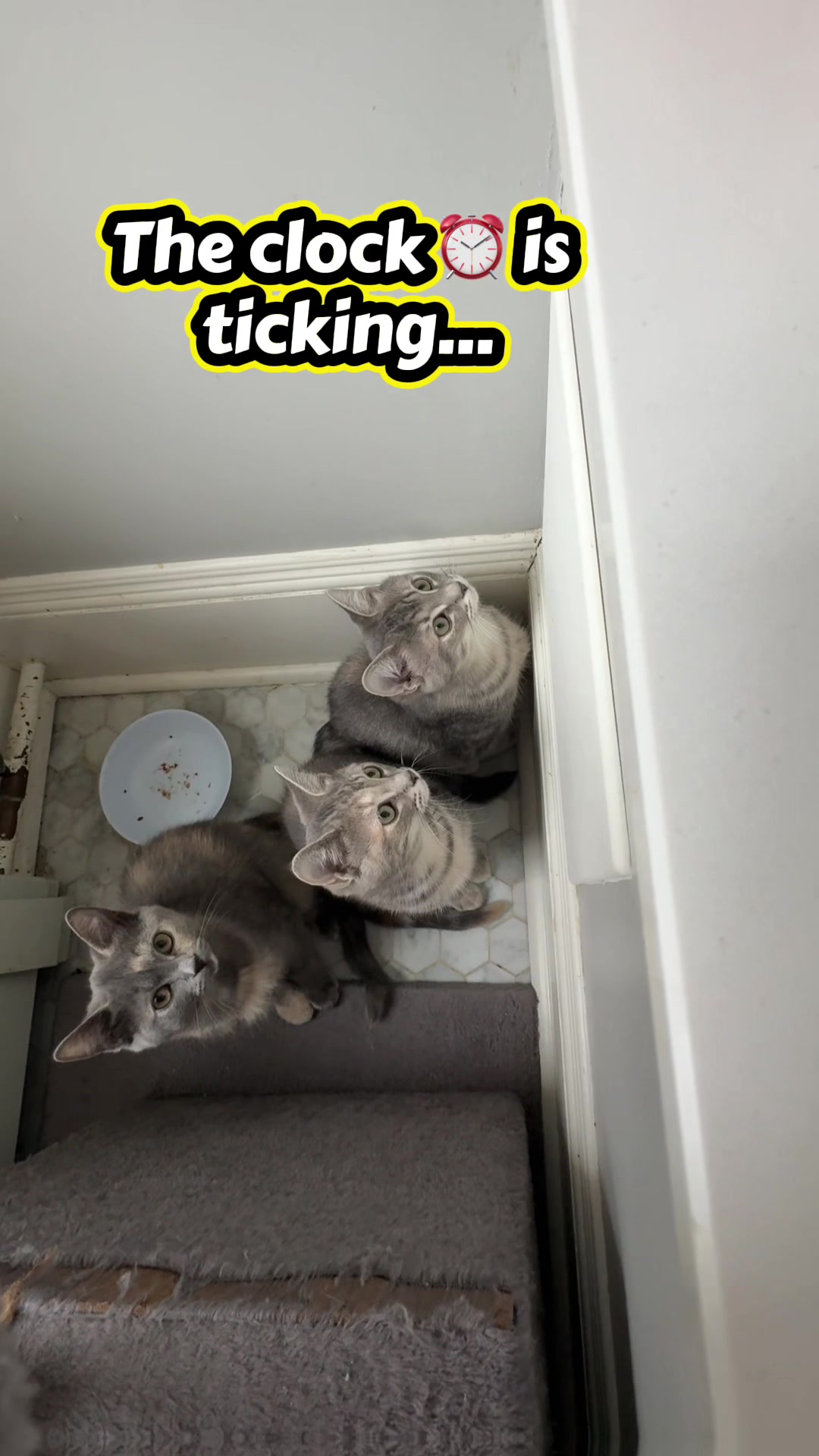 @North Toronto Cat Rescue