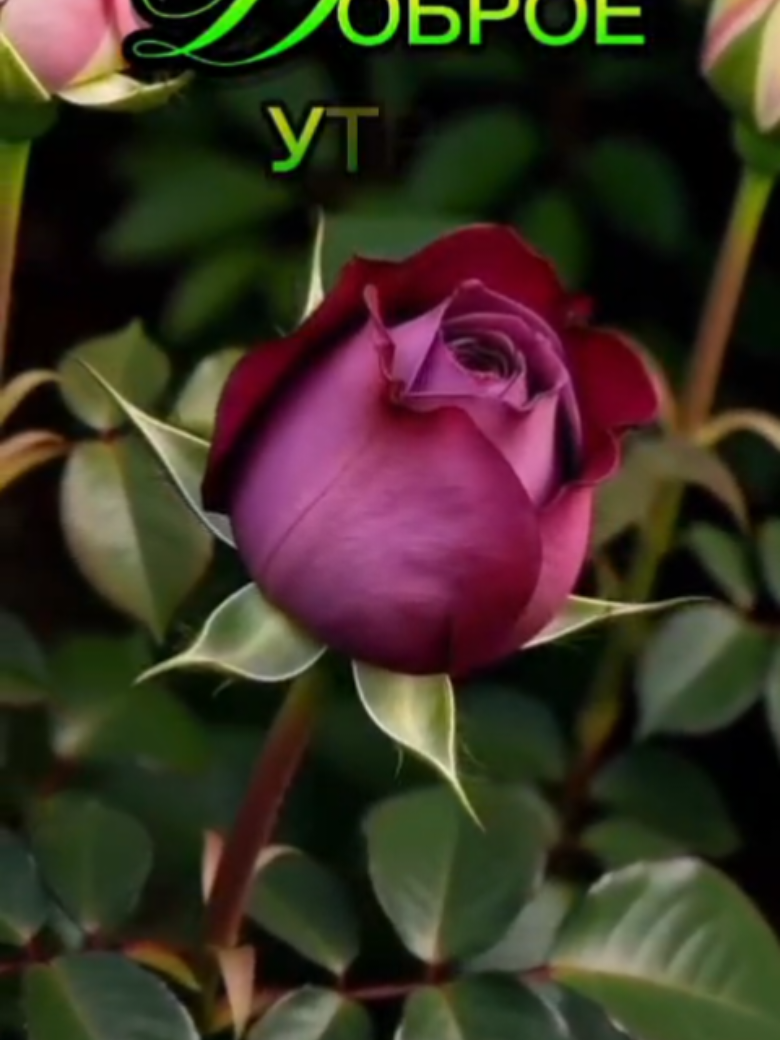 @꧁࿇♥𝓢𝓿𝓮𝓽𝓵𝓪𝓷𝓪꧁♥࿇꧂