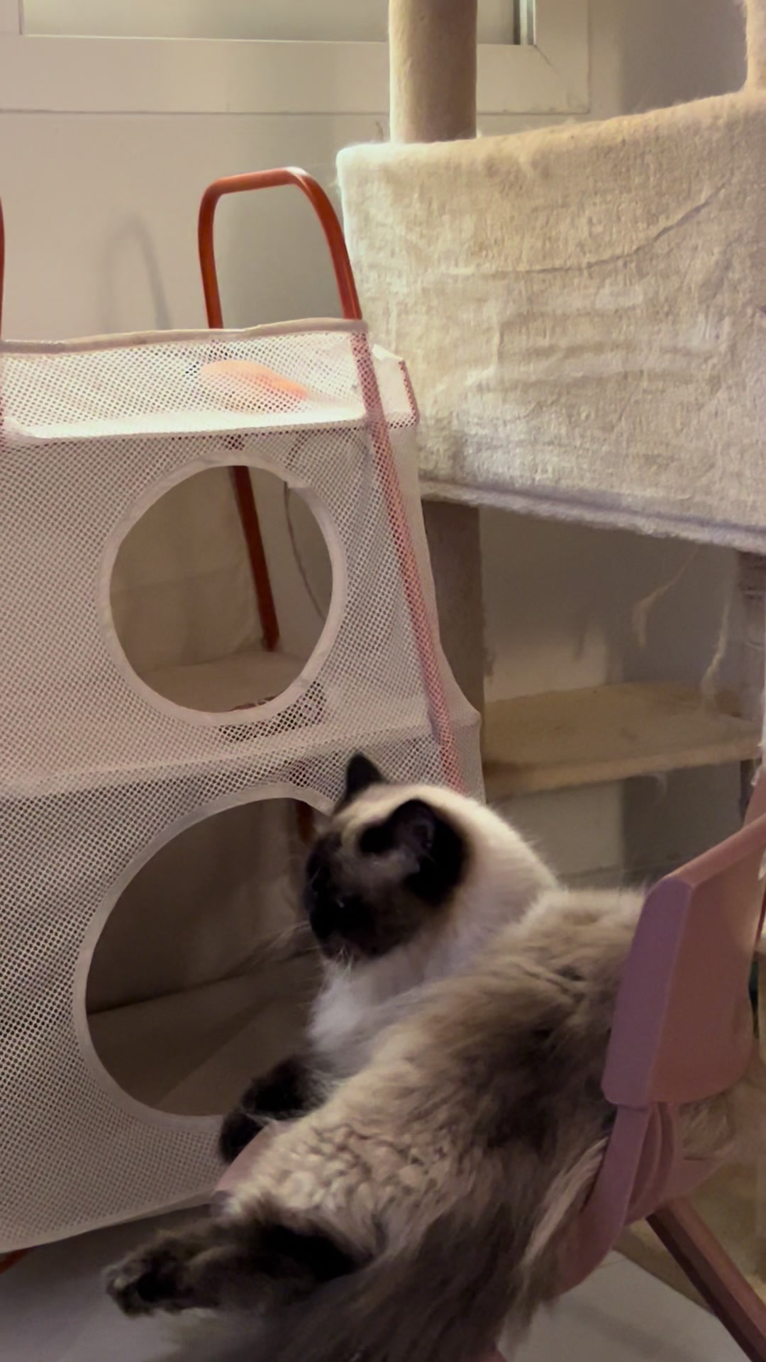 @himalayancat0