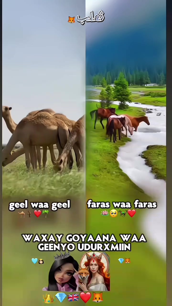 @ثعلب🦊🇬🇧