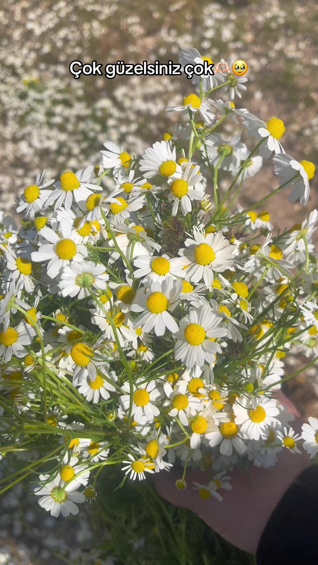 @☀️💕🌼