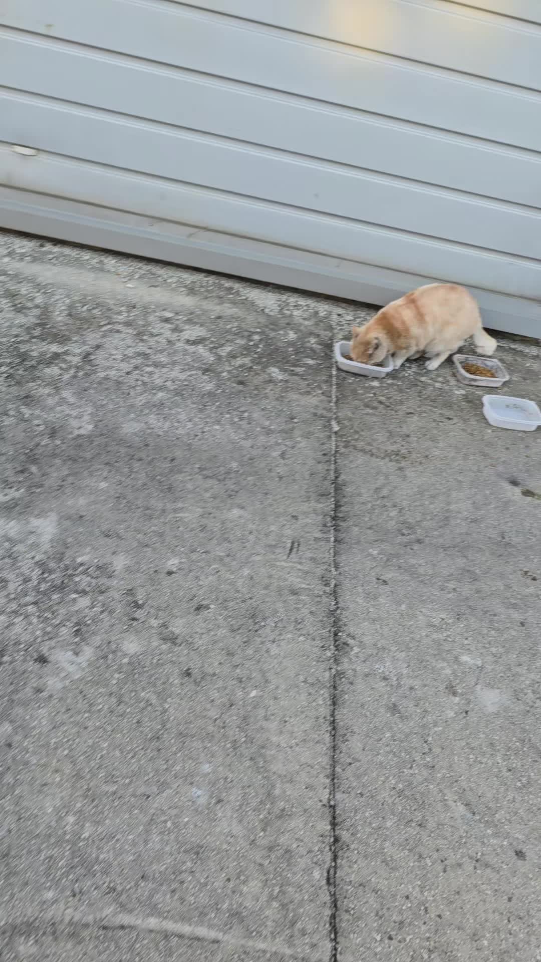 @고양이 형아