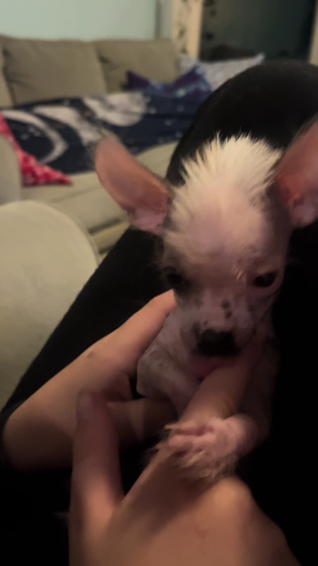 @Chinese Crested Cuties