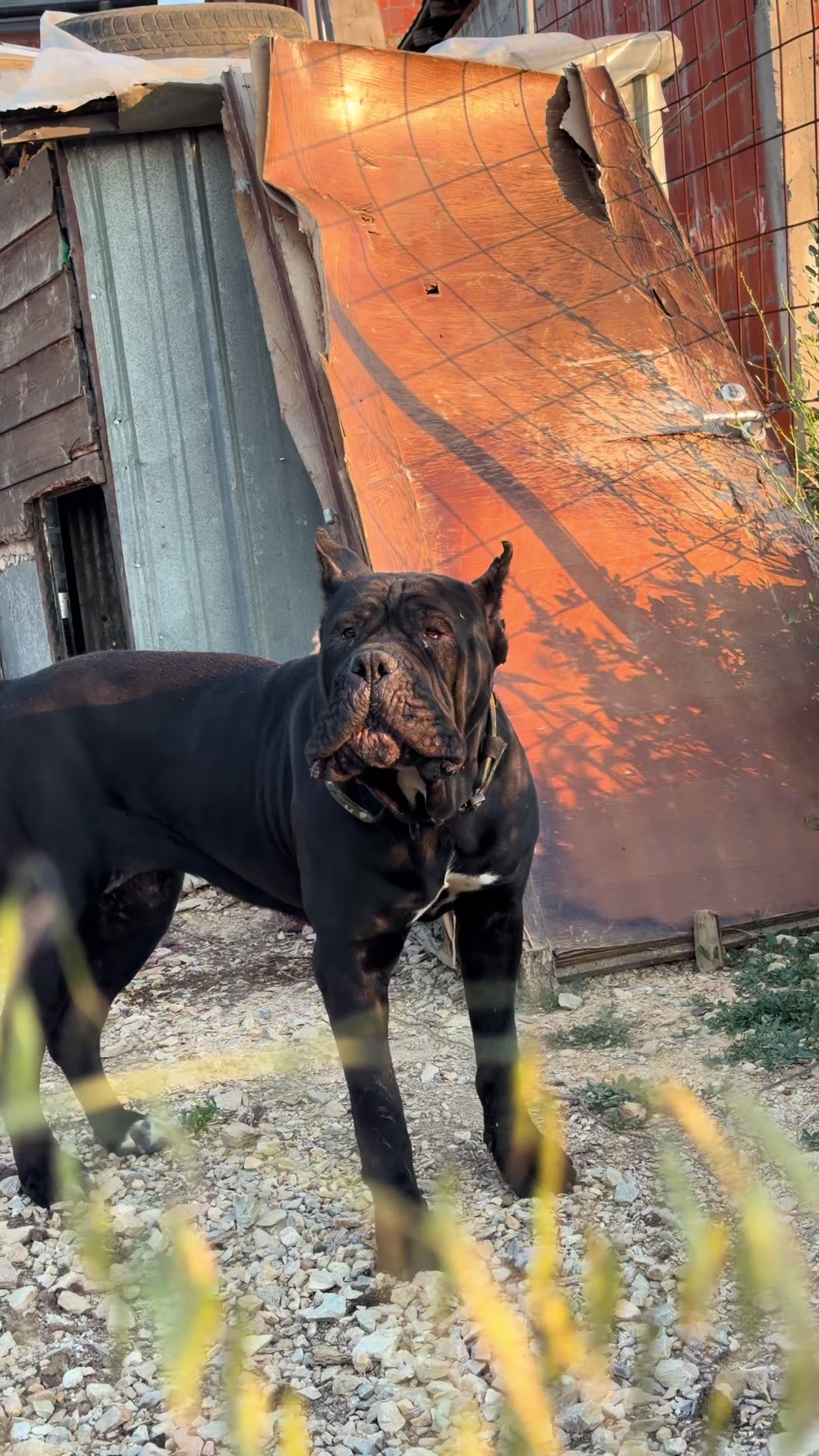 @NeroCaneCorsoKennel