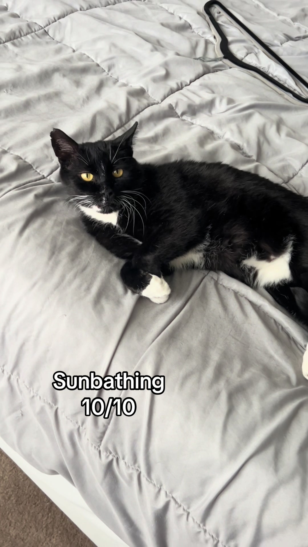 @Toby Purrrs