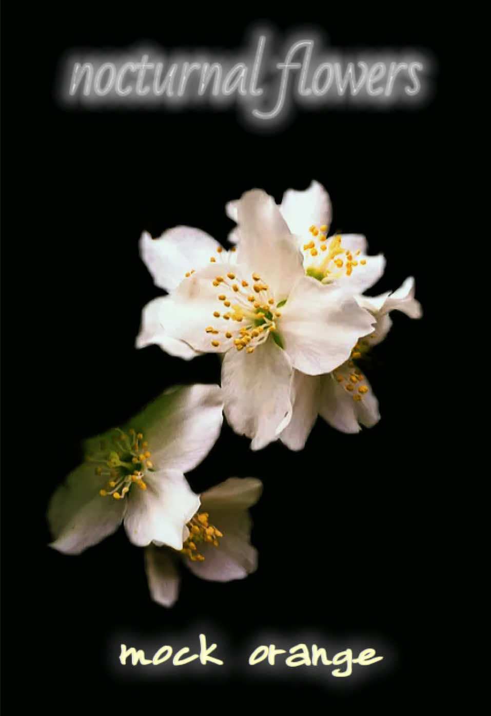 @๐๐ ๐๐๐ ๐จ´เฝ`๐๐๐๐๐ฅ๐ค