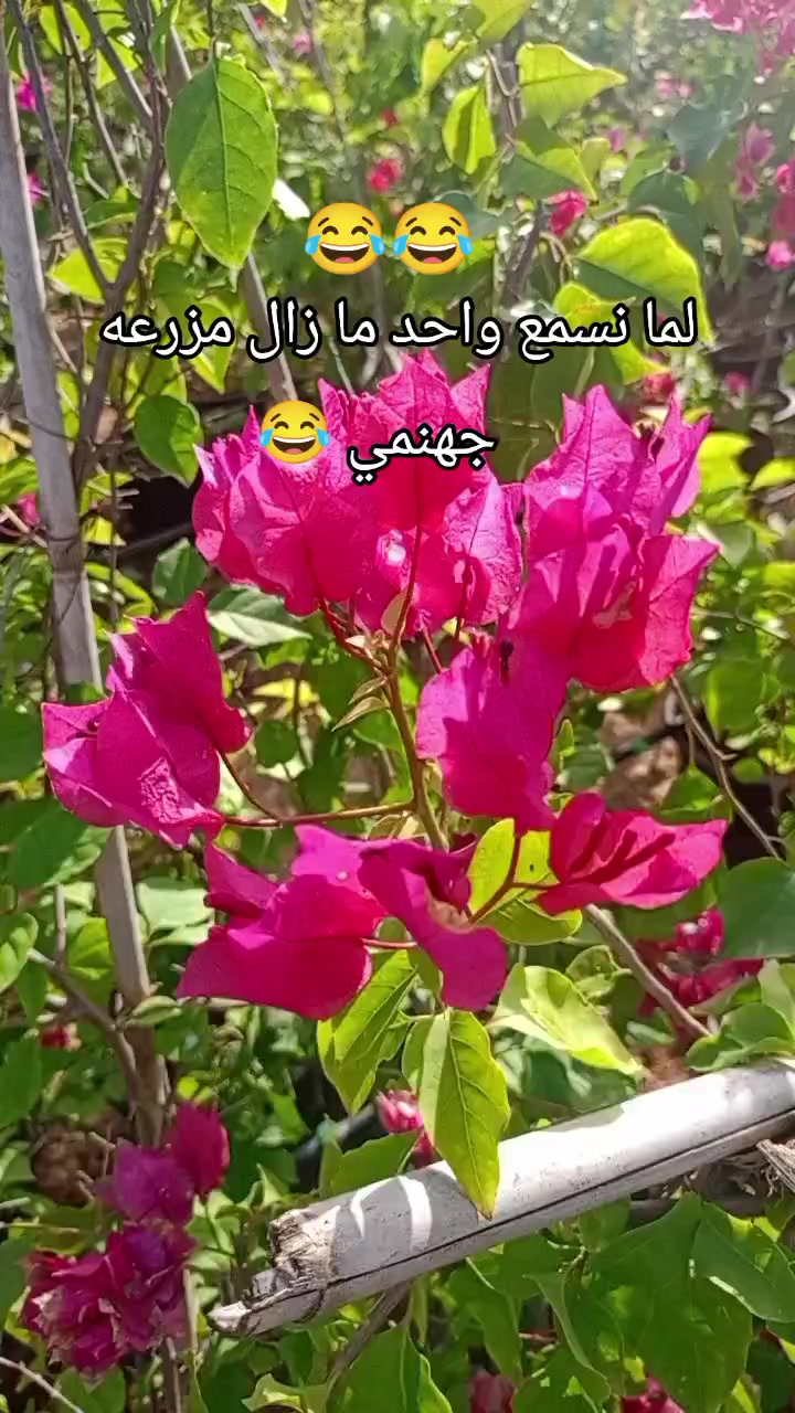 @مشتل الرحمن