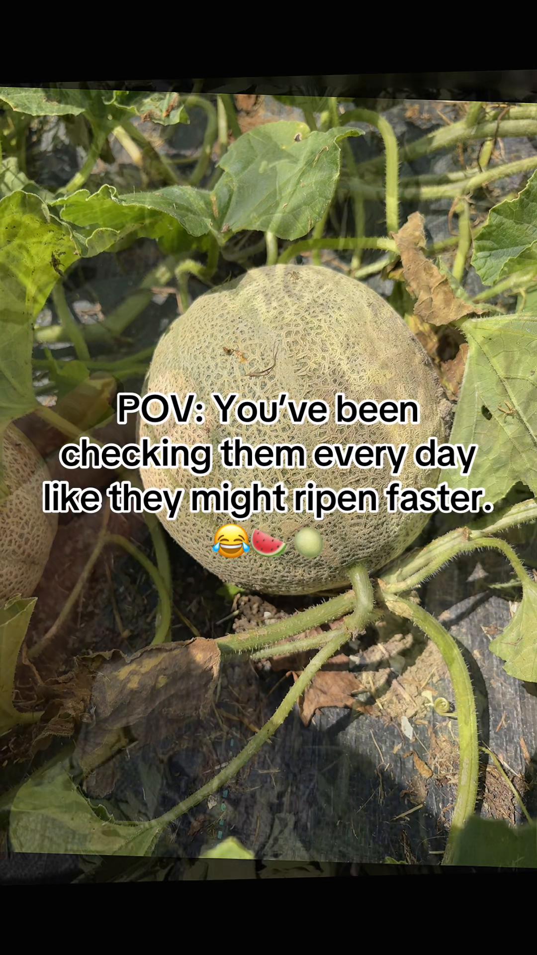 @Resistance Homesteaders