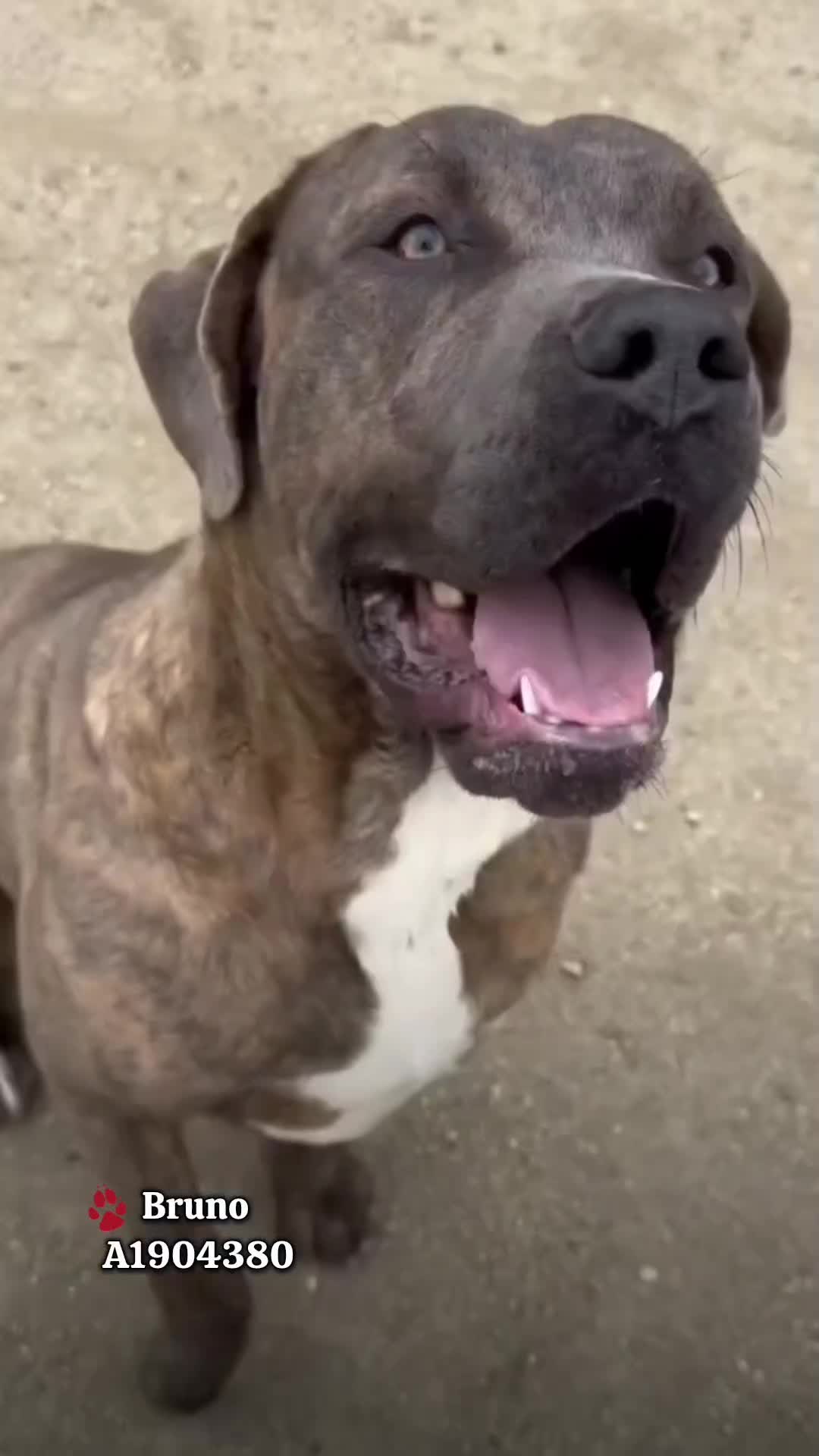 @Saving Mastiffs