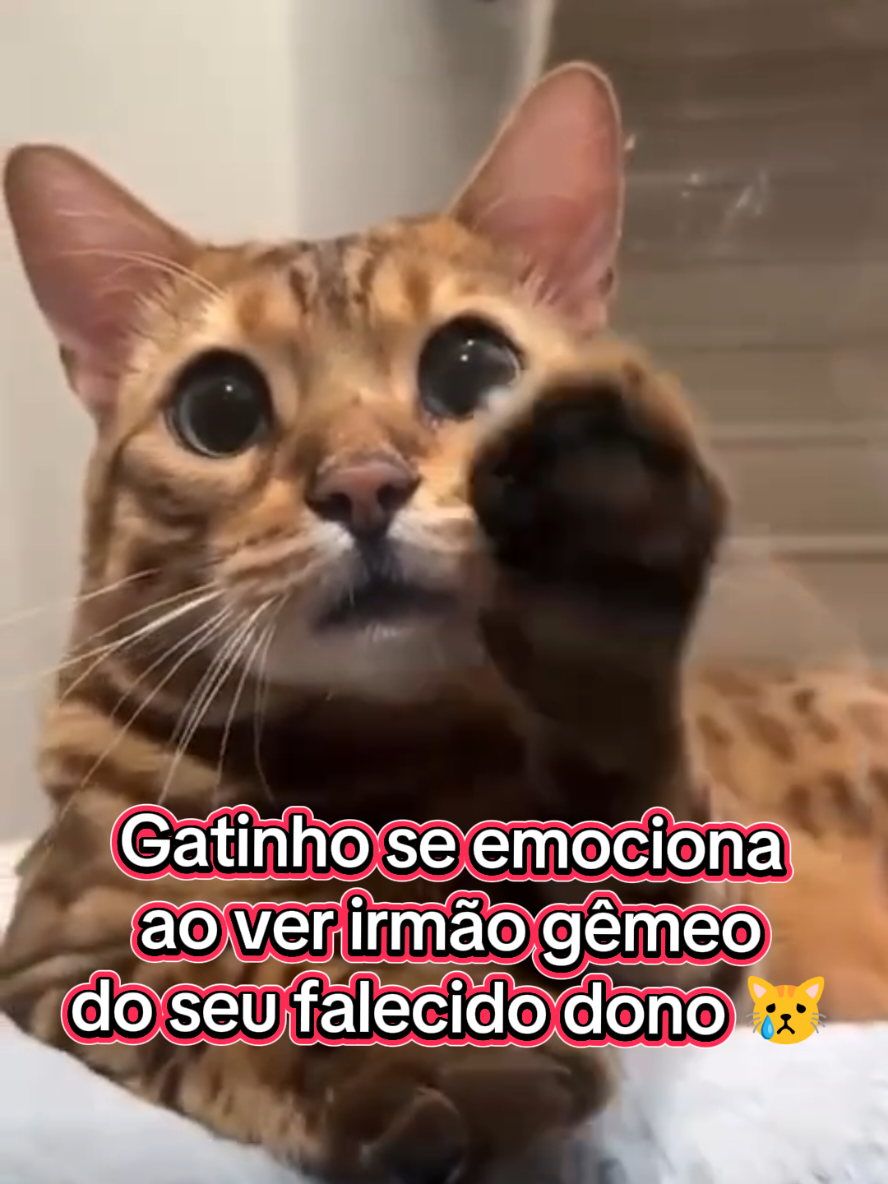 @Gatosetravessuras@10
