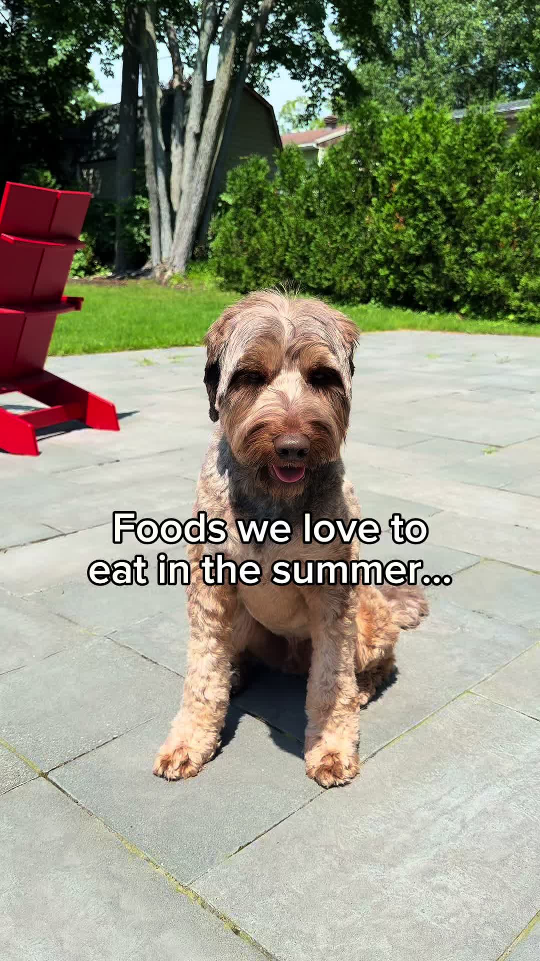 @Dogs Made Simple