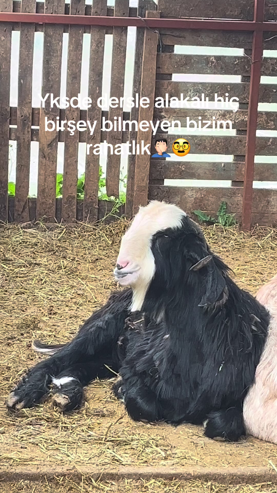 @efe_u1