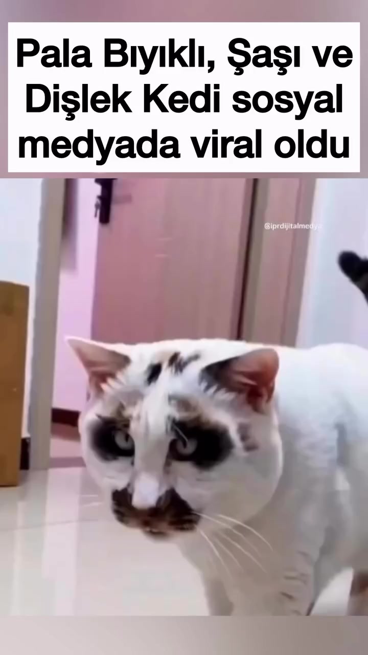 @&Ouml;zen Ce