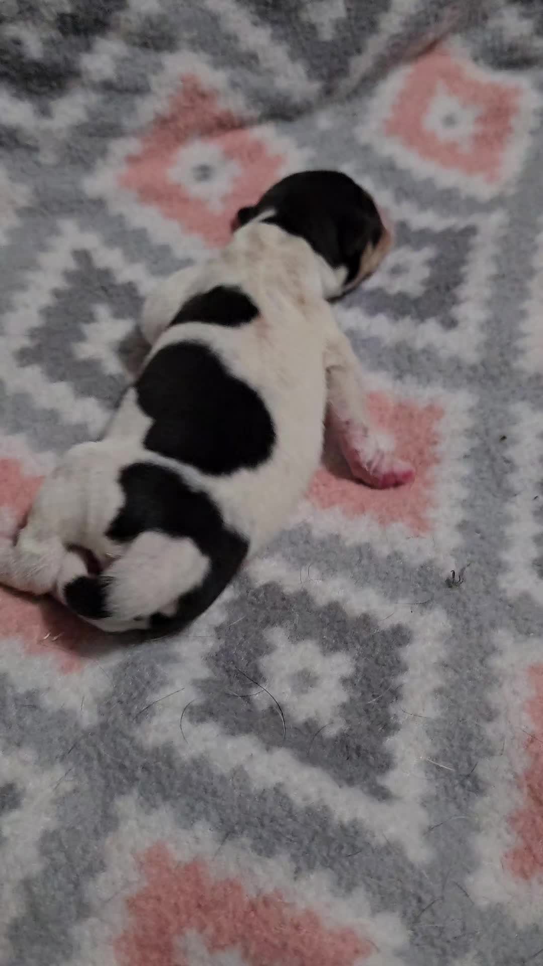 @Angelas_Klever_K9s