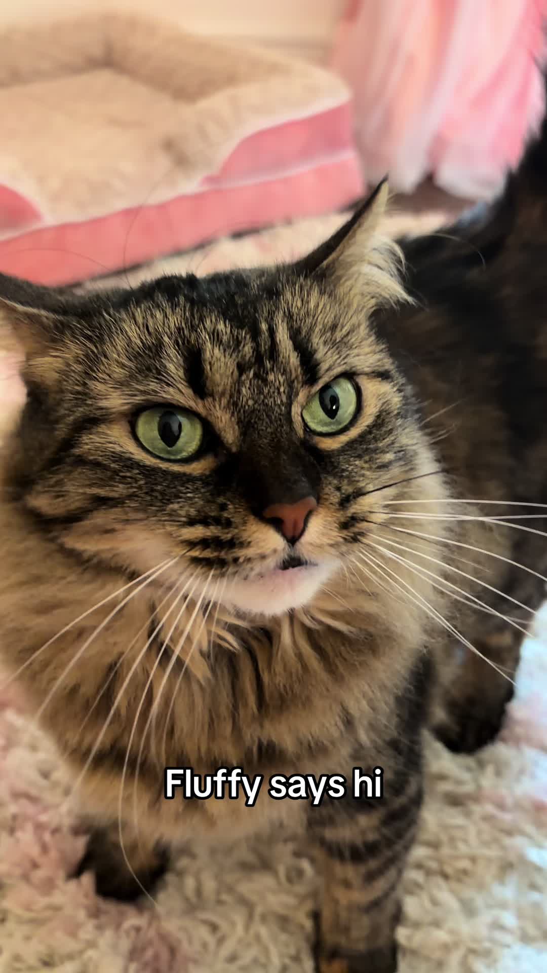 @Petal the kitty