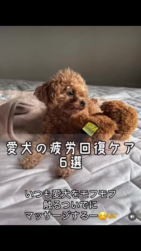 @Lamboðïžð¥ð¥ð¥TMãããŒã®ã£ã«äŒé·