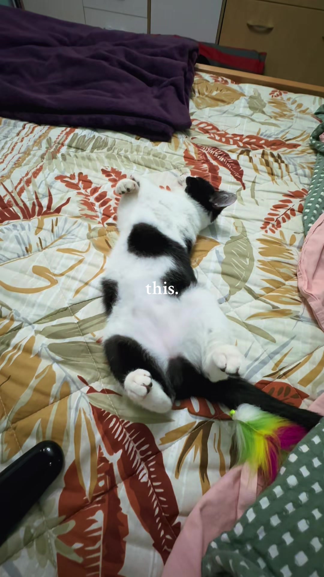 @Srećko & Rista 🐈⬛