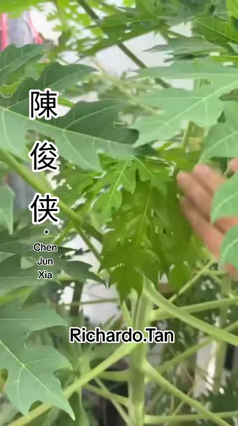 @陈俊侠.Richardo Tan