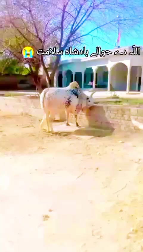 @jamshaid7499